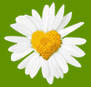 daisy.gif