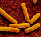 Alsobiotech.jpg