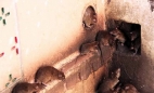 * British-Pest-Control-rats.jpg