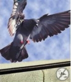 * bird-go.jpg * bird-go.jpg