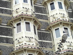 * pigeon-motel.jpg