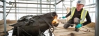 * quadriga-cleaning-horse.jpg
